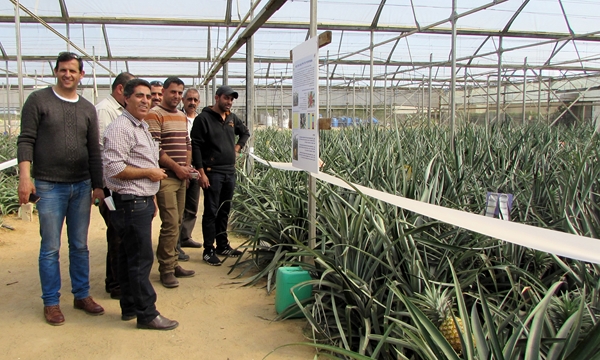 An experimental greenhouse at the Besor R&D for growing pineapples in arid conditions. Photo by Tania Susskind