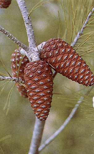 Pinecones. Photo: KKL-JNF Photo Archive

