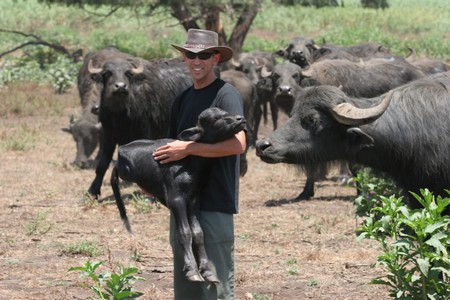 A new-born buffalo at Hula Lake Park, 2007. Photo: KKL-JNF Photo Archive

