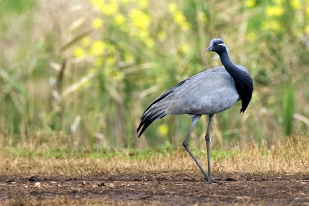 Hula Valley for Birds - Keren Kayemeth LeIsrael - KKL-JNF