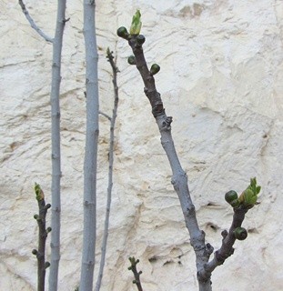 Budding figs on Mt. Scopus. Photo: Tania Susskind