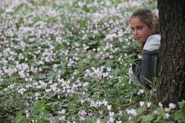 Cyclamens in Ramat Menashe
