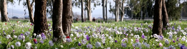 Anemones in Minhat Megiddo. Photo: Yossi Zamir, KKL-JNF Photo Archive