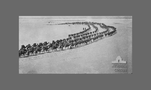 Camel convoy at Rafia. Photo: Australian War Memorial