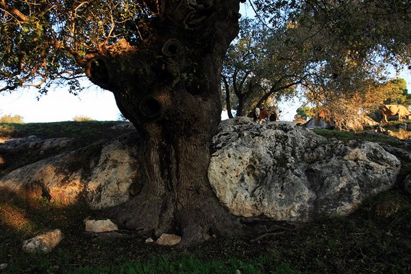The trunk of the giant mastic tree has split the rock. Photo: Yaakov Shkolnik