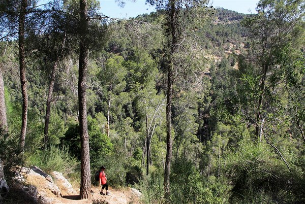 Eshtaol Forest, Nahal Kislaon and Mount Carmila Circuit, Jerusalem, Israel  - Map, Guide