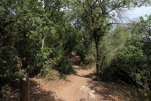 Woodland at the Masrek Nature Reserve. Photo: Yaakov Shkolnik