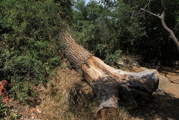 The stump of an old pine tree at the Masrek Nature Reserve. Photo: Yaakov Shkolnik