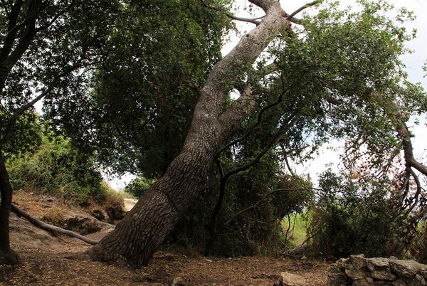 An old pine tree at the Masrek Nature Reserve. Photo: Yaakov Shkolnik