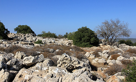 Photo: Yaakov Skolnik.