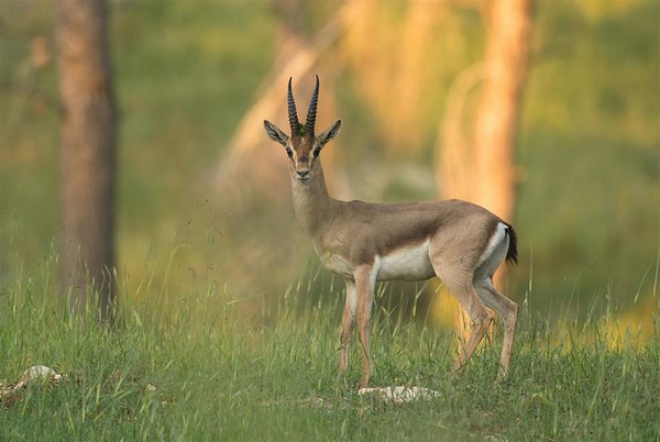 Gazelle kinderen cheap abrikoos