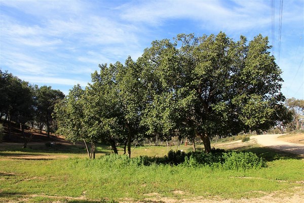 Sycamore fig trees at the Yoram Vanunu Recreation Area. Photo: Yaakov Shkolnik. 