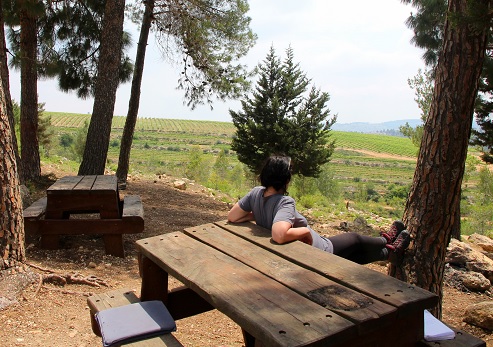David Aloni recreation area at HaHamisha Forest. Photograph: Yakov Shkolnik, KKL-JNF Photo Archive