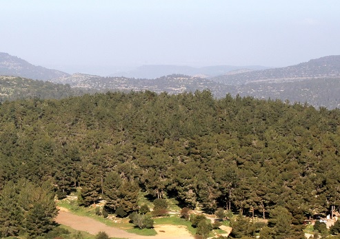 Cairo Martyrs recreation area at Aminadav Forest. Photograph: Yakov Shkolnik, KKL-JNF Photo Archive