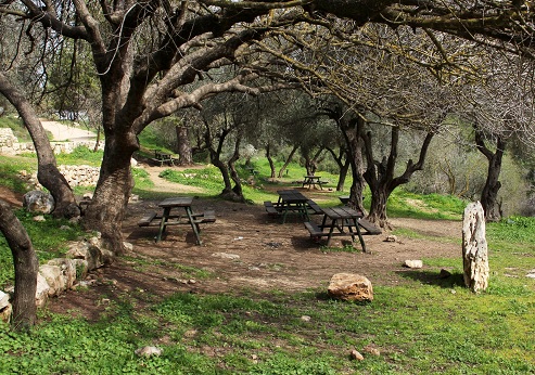 Ein Kobi recreation area at the Begin Park. Photograph: Yakov Shkolnik, KKL-JNF Photo Archive