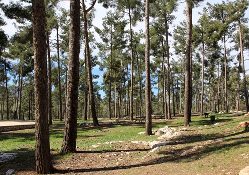 Birya Recreation Areas. Photograph: Yakov Shkolnik, KKL-JNF Photo Archive