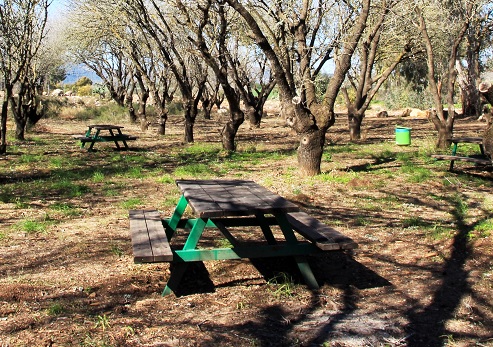  Lavi Forest. Photograph: Yakov Shkolnik, KKL-JNF Photo Archive