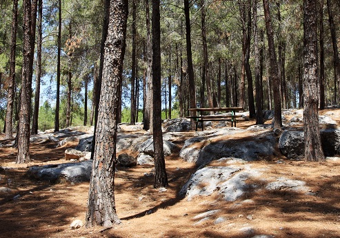 Segev Forest. Photograph: Yakov Shkolnik, KKL-JNF Photo Archive