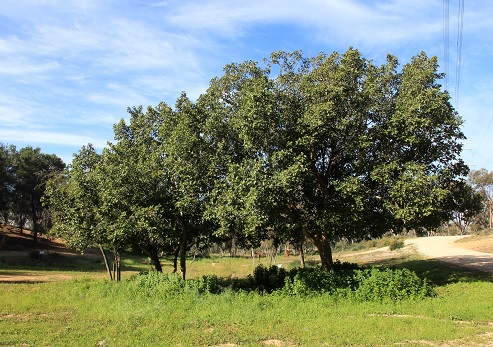 Yoram Vanunu Recreation Area . Photograph: Yakov Shkolnik, KKL-JNF Photo Archive
