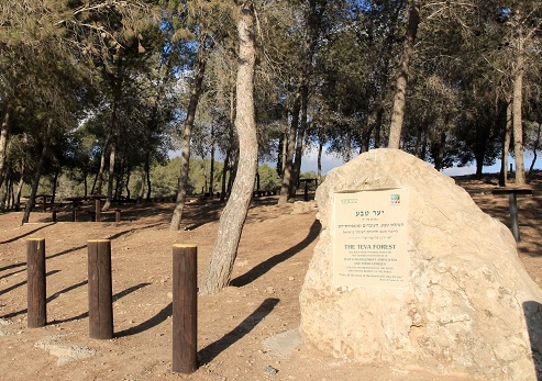 Teva Recreation Area in the Dvira Forest. Photograph: Yakov Shkolnik, KKL-JNF Photo Archive