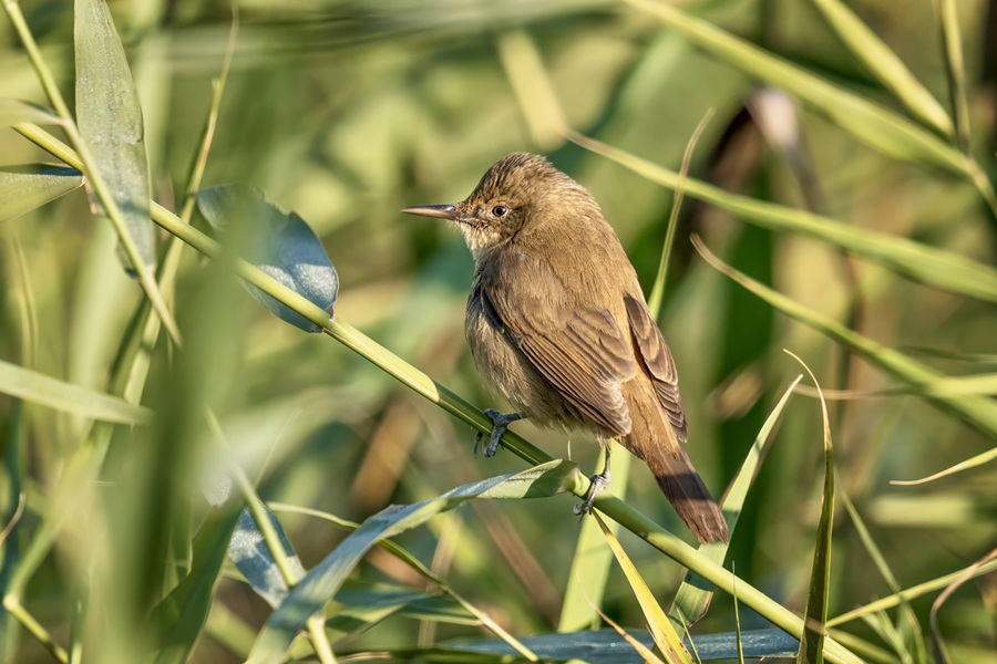 Photo by: Bonnie Sheinman, KKL-JNF Photo Archive
