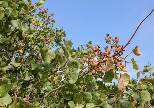 Pistachio Tree. Photograph: Musa Hasson, Meitar Forest Trustee