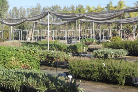 Where it all starts: KKL-JNF tree nursery. Photo: Tania Susskind