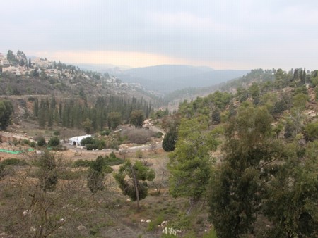 Jerusalem forest. Photo: Yoav Devir