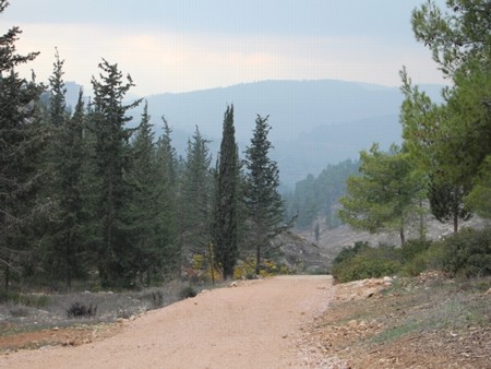 Jerusalem forest. Photo: Yoav Devir