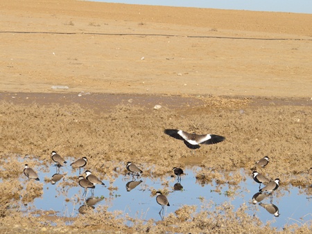 Birds at the edge of Yatir Forest. Photo: Yoav Devir