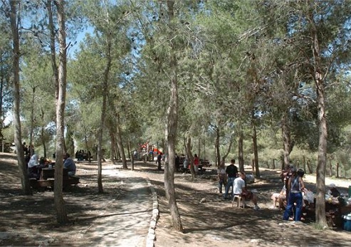 Lahav Forest. Photograph: Yakov Shkolnik, KKL-JNF Photo Archive