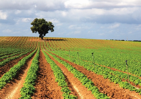 Potato field near Nahal HaBesor