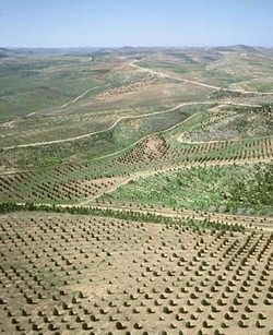 Dudaim Forest, part of a green belt around Beersheva. Photo: KKL-JNF Photo Archive


