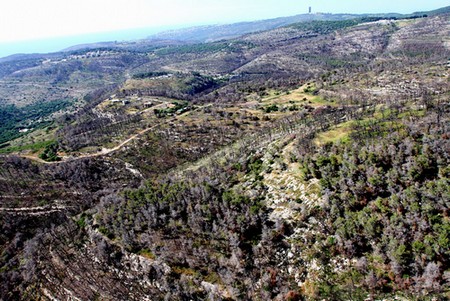 The scorched Carmel. Photo: Hagai Aaron, KKL-JNF Jerusalem