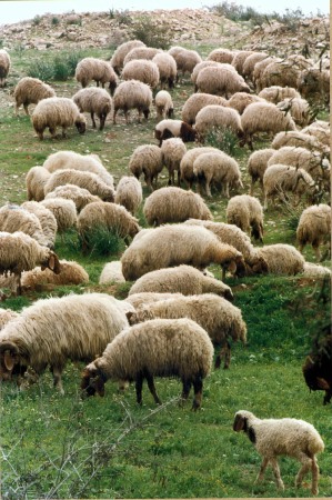 Sheep at Shaked. KKL Archives.
