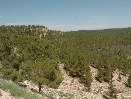 Yatir, a forest in the desert. Photo: KKL-JNF Photo Archive
