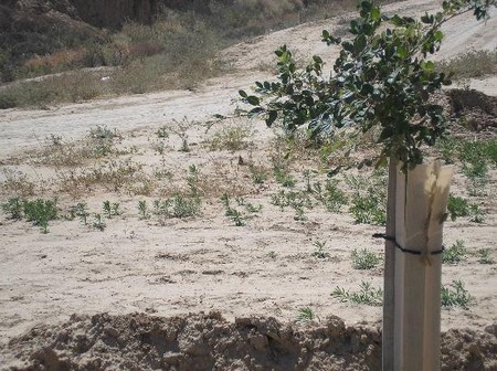 Combating desertification - afforestation reverses the progress land degradation and pushes back the desert. Photo: KKL-JNF Photo Archive

