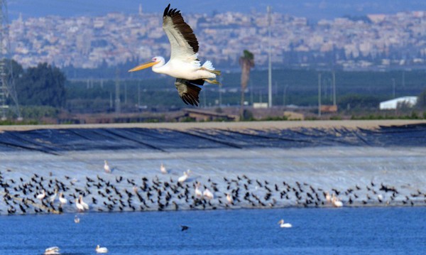 Pelican flies over KKL-JNF's Emek Hefer Reservoir. Birds can ingest plastics that make their way into Israel's water bodies. Photo: Guy Assayag, KKL-JNF Photo Archive