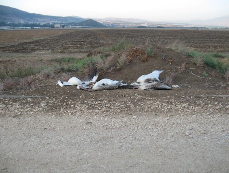 Dead pelicans in the Hula Valley. Photo: Nature and Parks Authority