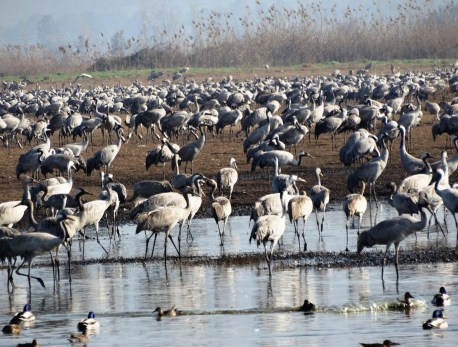 Cranes on Hula Lake. Photo: Dov Grinblat, KKL-JNF Photo Archive