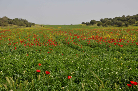 Pastoral views of Adulam-France Park in the springtime. Photo: Avi Hayun, KKL-JNF Photo Archive