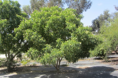 Fully grown Arroyo sweetwood. Photo: Tania Susskind