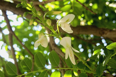 Arroyo sweetwood flower buds.  Photo: Tania Susskind