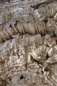 Bark of the Cork oak tree. Photo: Tania Susskind