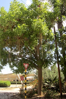 Kigelia africana - Forest Center