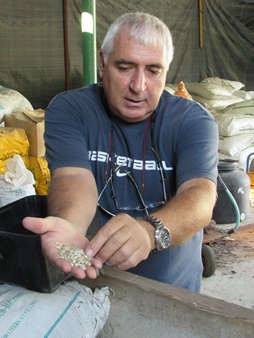 Eshtaol Nursery Director Nir Midian displays the soil substrate that the seeds are grown in. Photo: Tania Susskind

