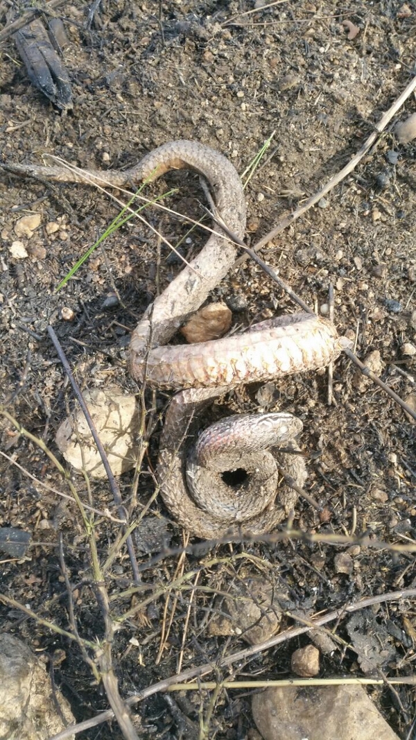 A snake that perished in a forest fire, November 2016. Photo: KKL-JNF Staff