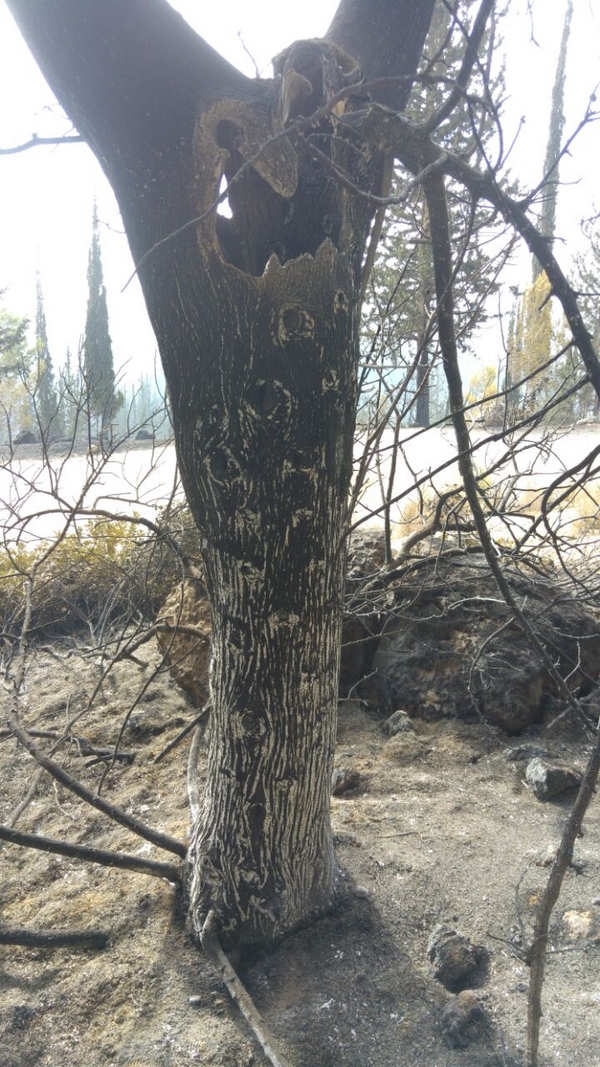 Burnt out tree. Photo: KKL-JNF staff