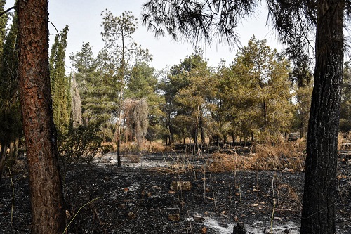 Ben Shemen Forest black after the fires. Photo: KKL-JNF Foresters