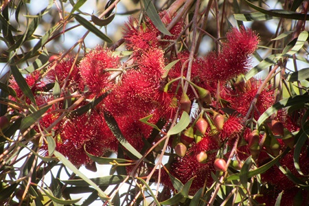Eucalyptus erithromena. Photo: Tania Susskind